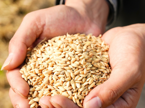 从一粒稻种 到一个桃子 种养循环串起绿色农业链