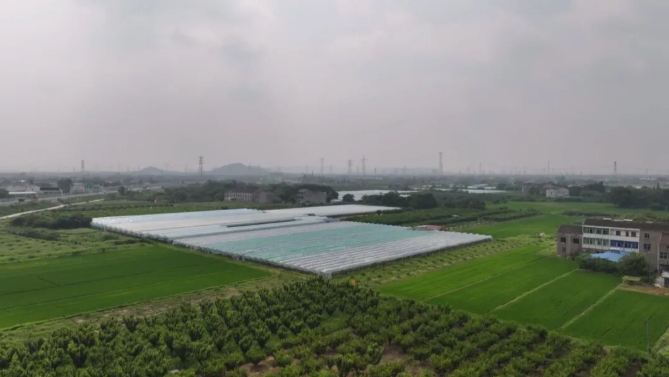 武进，“抢春”！