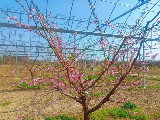 武进新品种，5月上市！