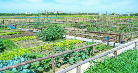 荒地蝶变“都市菜园”  西湖街道盘活闲置用地打造共享田园新样本