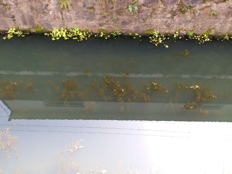 水草_副本.jpg