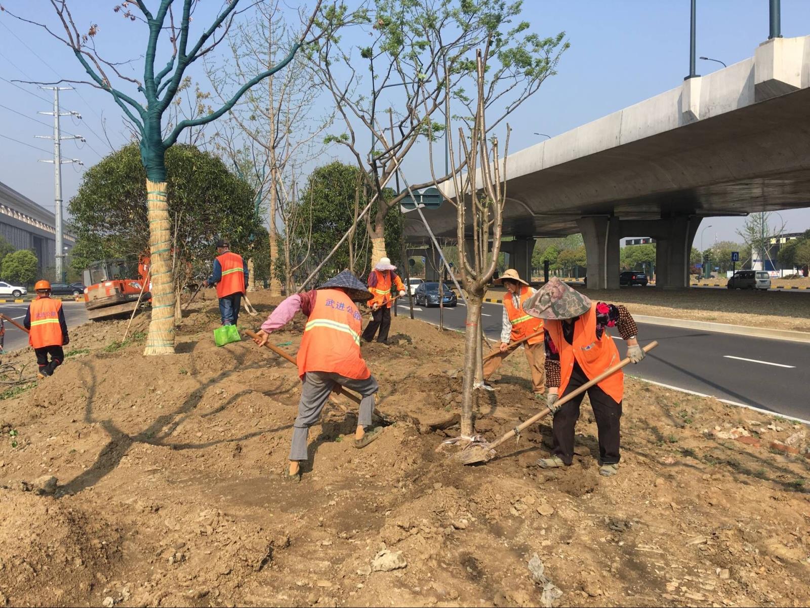 长虹西路种樱花2.jpg