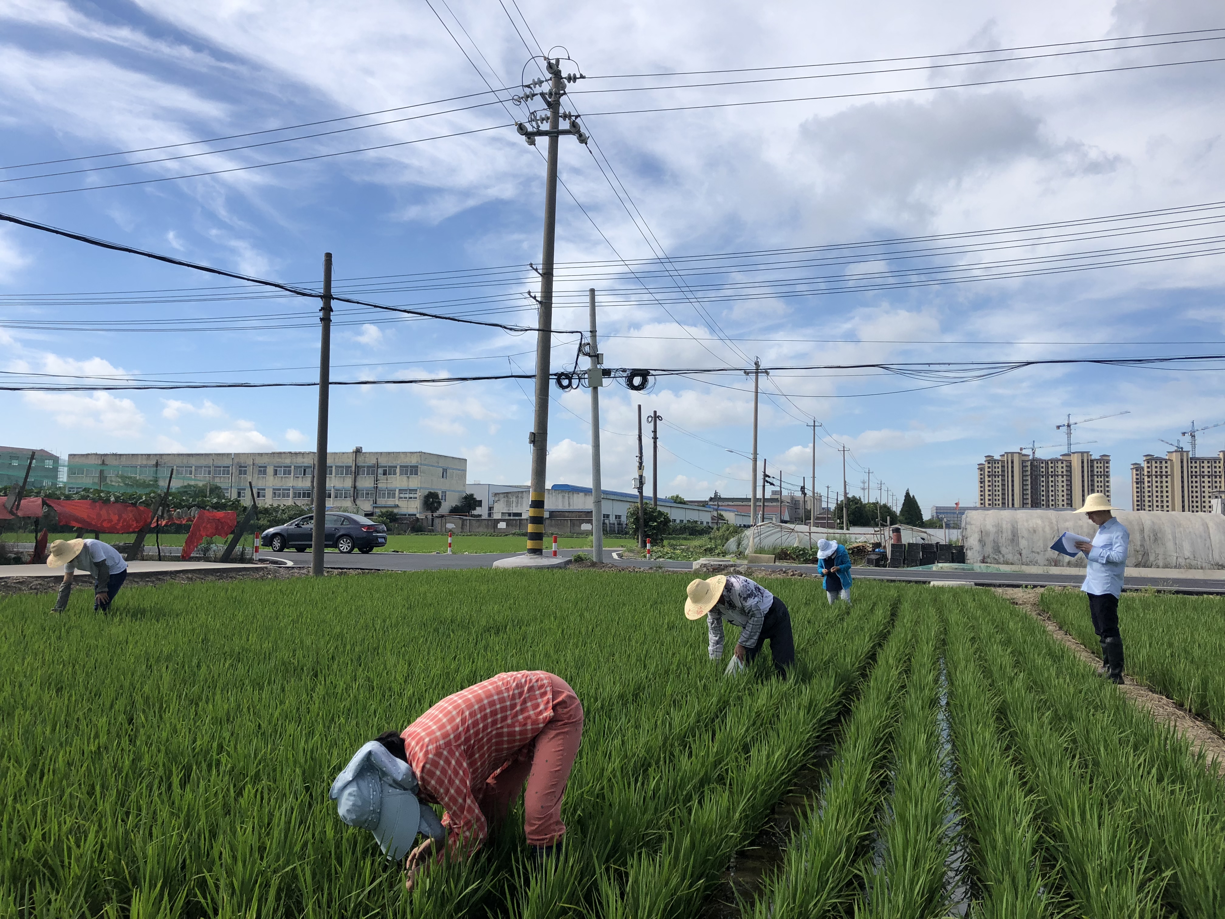 20180717植保站查虫3.jpg